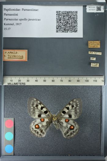 Media type: image;   Entomology 175273